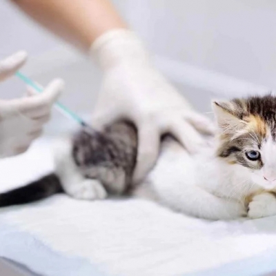 Aşı ve Koruyucu Hekimlik – Urla’da Kedi ve Köpek Aşıları